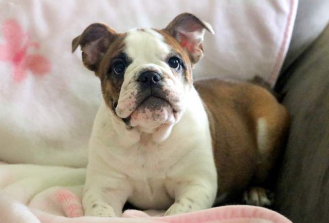Abigail-English-Bulldog-2.jpg