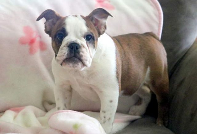 Abigail-English-Bulldog.jpg