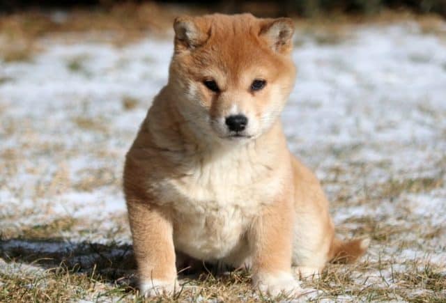 Abigail-Shiba-Inu.jpg
