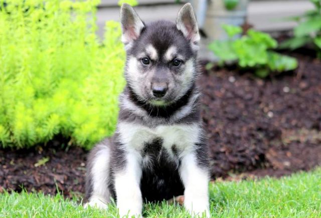 Alf-Gerberian-Shepsky-1.jpg