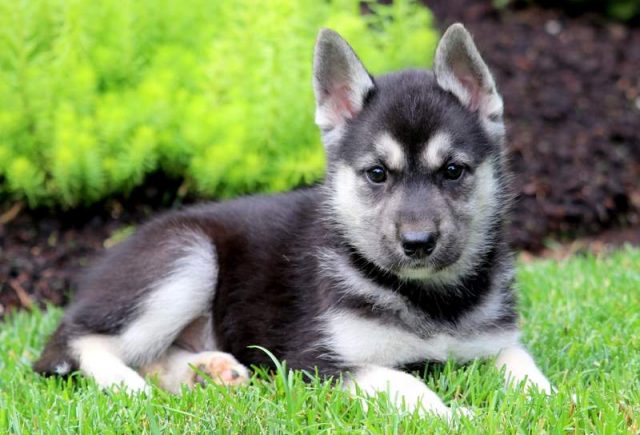 Alf-Gerberian-Shepsky-2.jpg