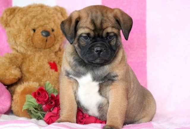 Allen-Pug-Mix.jpg
