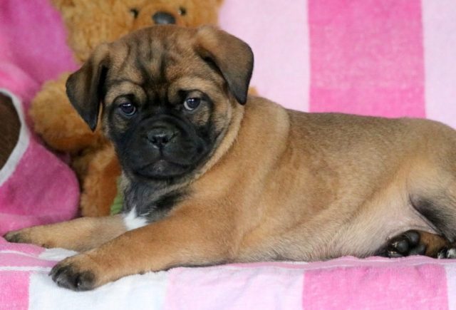 Allen-Pug-Mix2.jpg