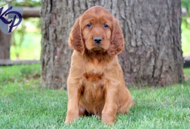 Alvin-Irish-Setter.jpg