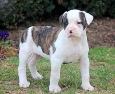 American Bulldog