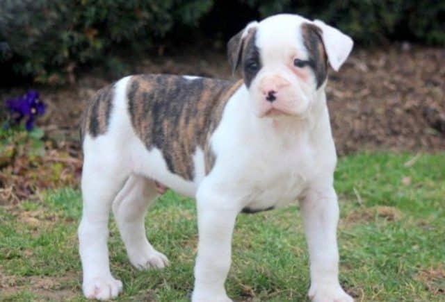 American Bulldog Category