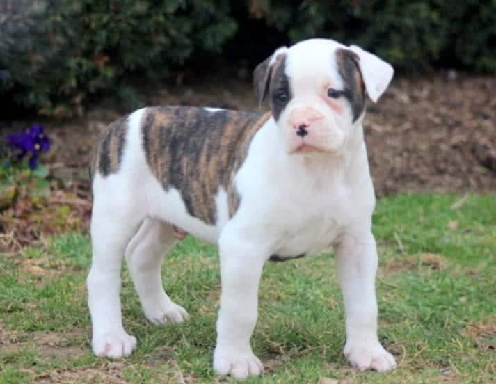 american bulldog cross puppies