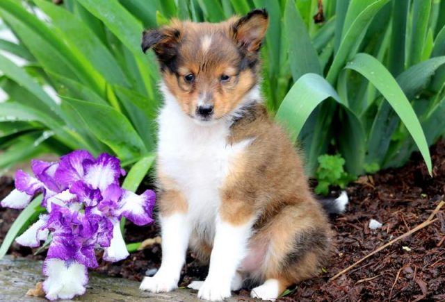 Anchor-Shetland-Sheepdog-1.jpg