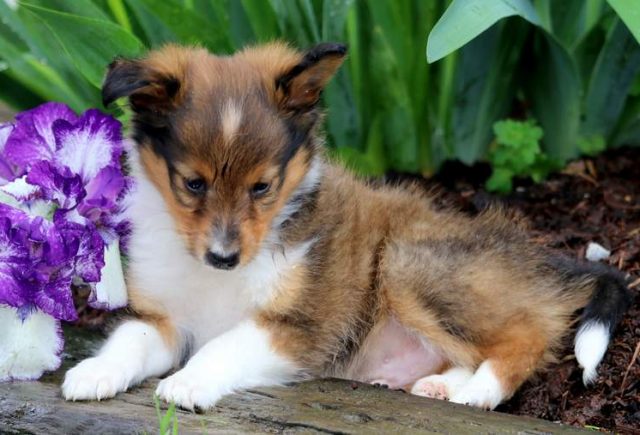 Anchor-Shetland-Sheepdog-2.jpg