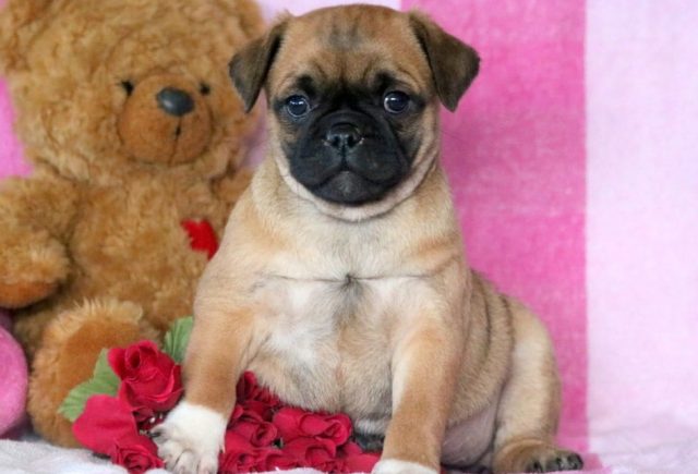 Andrea-Pug-Mix.jpg