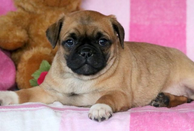 Andrea-Pug-Mix2.jpg