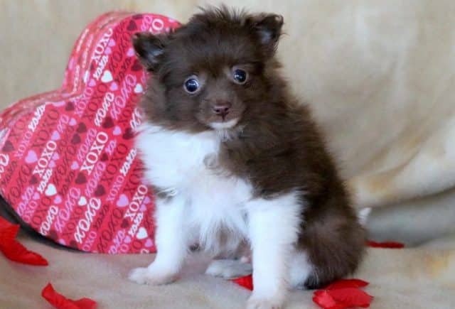Andy-Pomeranian.jpg