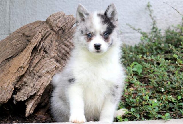 Andy-Pomsky-1-1.jpg