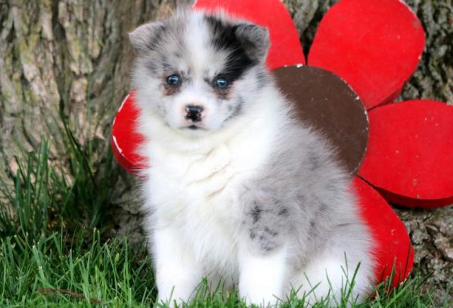 Andy-Pomsky-1.jpg