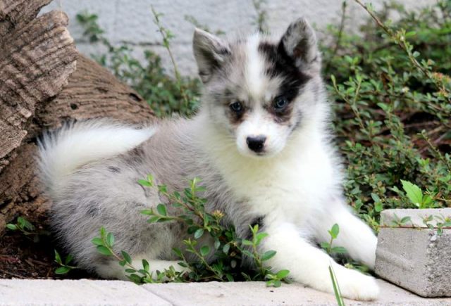 Andy-Pomsky-2-1.jpg