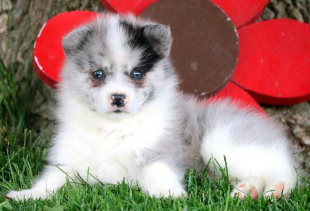 Andy-Pomsky-2.jpg