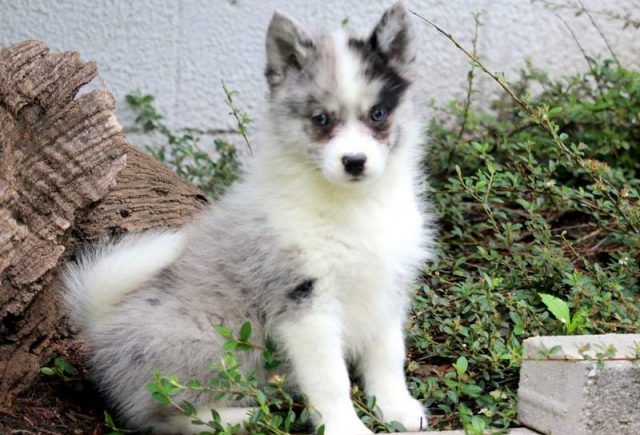 Andy-Pomsky-3.jpg