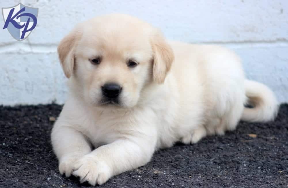 Annie | Golden Labrador (Goldador) Puppy For Sale ...