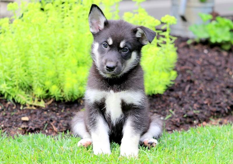 Mini Corgi Puppies For Sale >> Apple | Gerberian Shepsky Puppy For Sale | Keystone Puppies Mini Corgi Puppies For Sale >> Apple | Gerberian Shepsky Puppy For Sale | Keystone Puppies