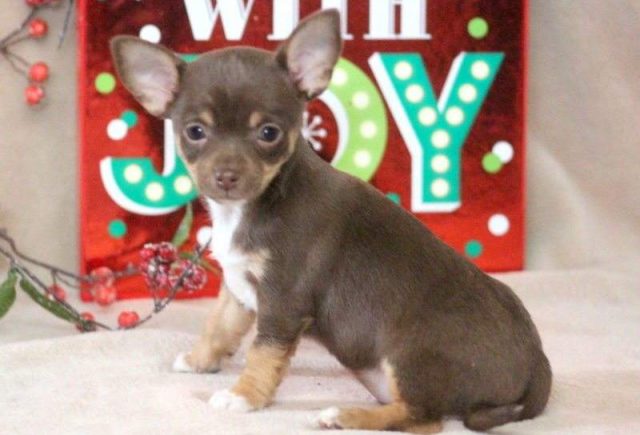 Ashton-Chihuahua2-e1519230620902.jpg