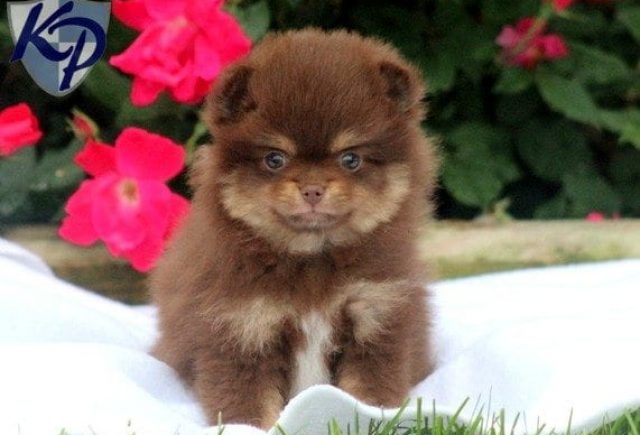 Ashton-Pom.jpg