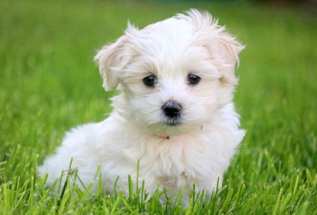 Aurora-Morkie-1.jpg