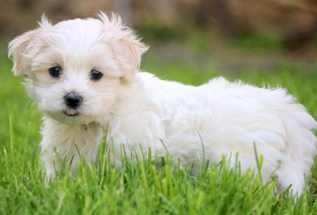 Aurora-Morkie-2.jpg