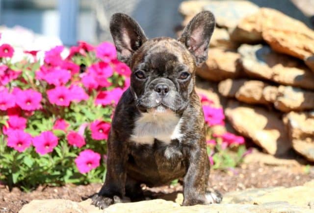 Baby-French-Bulldog-1.jpg