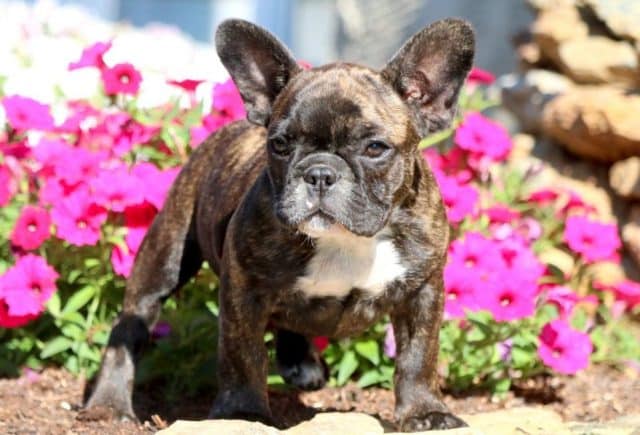 Baby-French-Bulldog-2.jpg