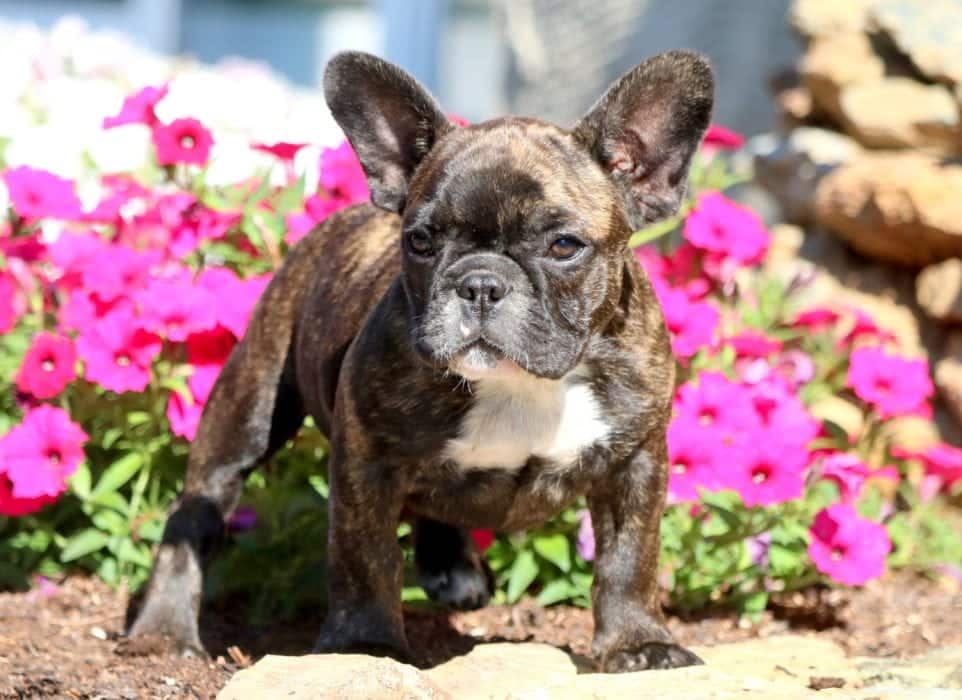 Baby French Bulldog Puppy For Sale Keystone Puppies