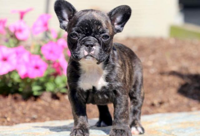 Baby-French-Bulldog.jpg