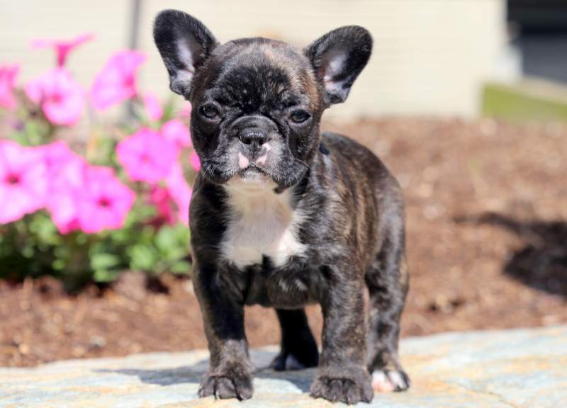 Baby French Bulldog Puppy For Sale Keystone Puppies