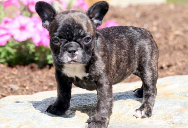 Baby-French-Bulldog2.jpg
