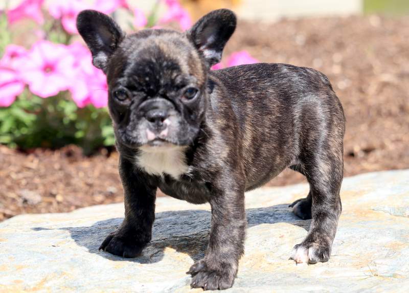 Baby | French Bulldog Puppy For Sale | Keystone Puppies