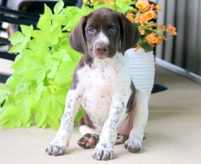 Baby German Shorthaired Pointer Puppy For Sale Keystone Puppies