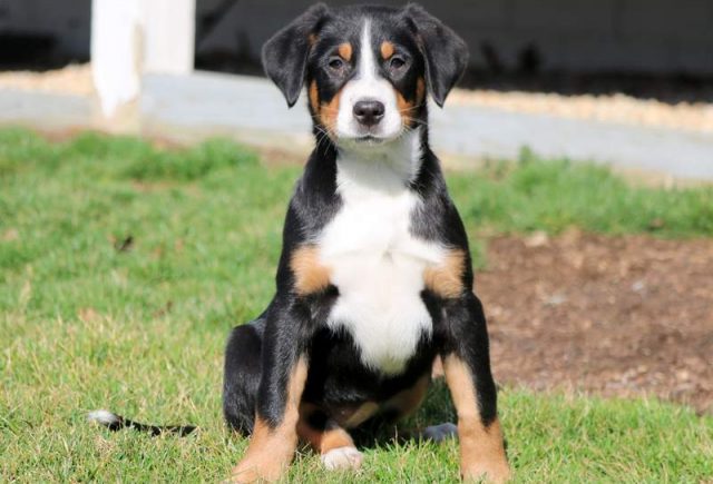 Baby-Greater-Swiss-Mountain-Dog.jpg