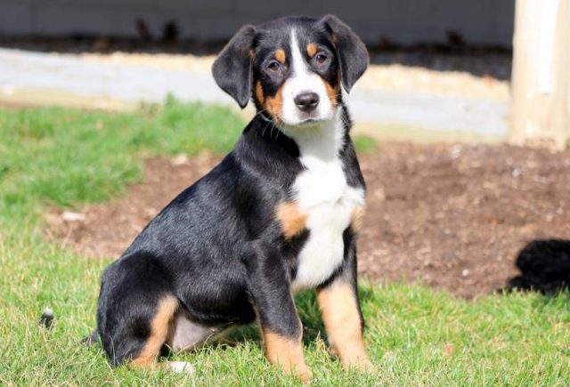 Baby-Greater-Swiss-Mountain-Dog2.jpg