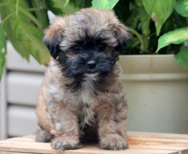 baby teddy bear dog