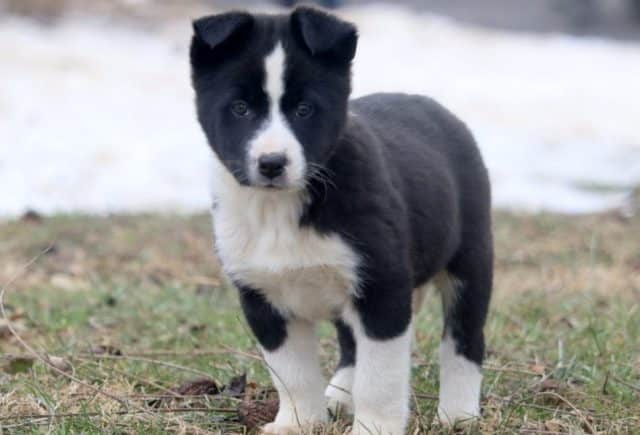 Bam-Bam-Border-Collie-Mix.jpg