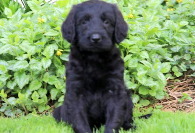 Bam-Bam-Labradoodle.jpg