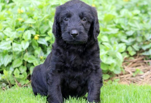 Bam-Bam-Labradoodle2.jpg