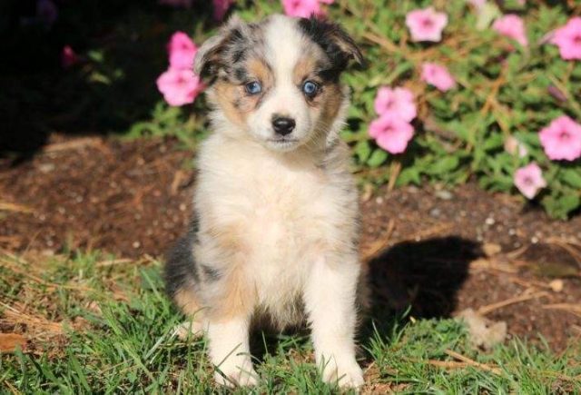 Bambi-Mini-Australian-Shepherd-e1519080196137.jpg
