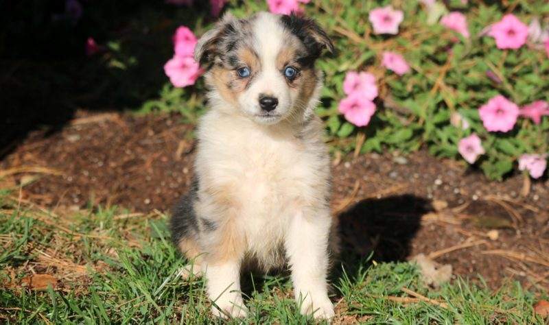 Bambi Australian Shepherd Mini Puppy For Sale