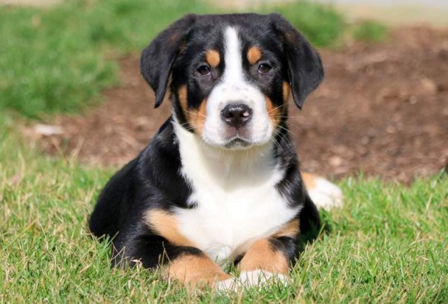 Bandit-Greater-Swiss-Mountain-Dog.jpg