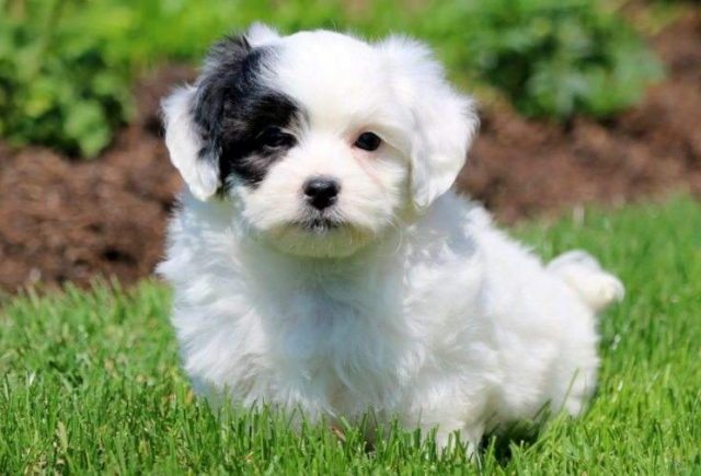 Bandit-Shichon-e1519067618359.jpg