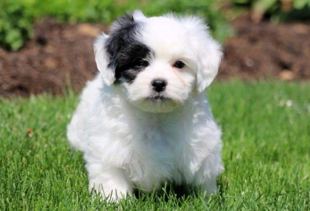 Bandit-Shichon2-e1519067610592.jpg