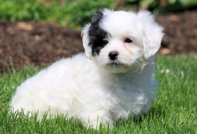 Bandit-Shichon3-e1519067630160.jpg