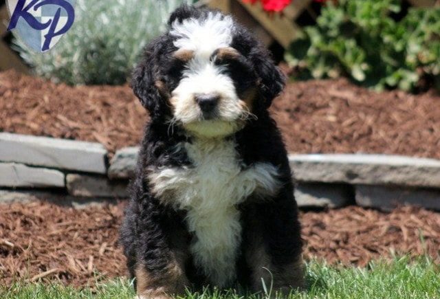 Banjo-Bernedoodle2.jpg