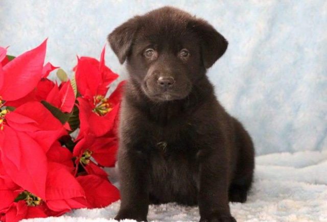 Barbie-Akita-Mix-e1518967786439.jpg