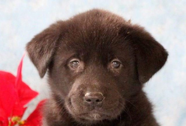 Barbie-Akita-Mix2-e1518967775516.jpg
